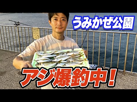 【横須賀うみかぜ公園】誰でも釣れる！1時間でアジ50匹！足元サビキで釣れる場所と時間は？