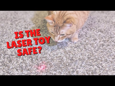 The Laser Toy For Cats | Two Crazy Cat Ladies #shorts