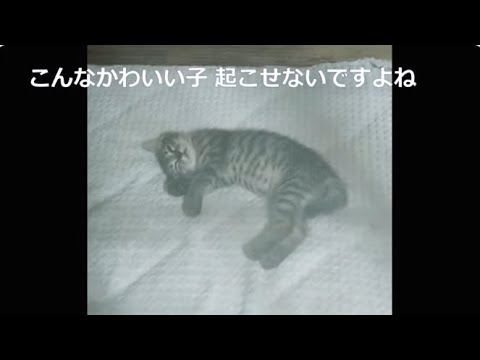 仔猫に寝床を奪われる