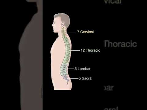 Vertebral column Numbers #shorts