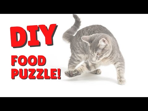 How To Make A Puzzle Feeder For Cats | Two Crazy Cat Ladies