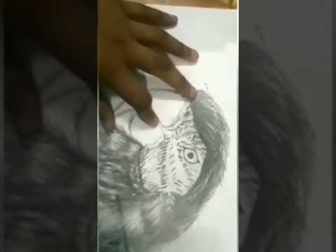 sketch of parrot timelapse