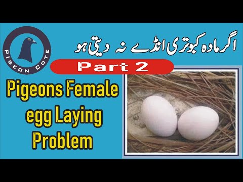 Pigeon Loss Shell Egg Problem | Mada Kabooter ka kache ande dena