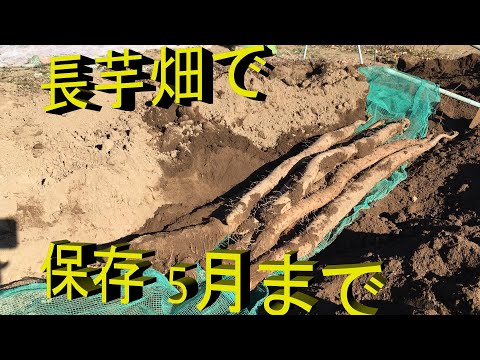 長芋　畑で保存　5月まで