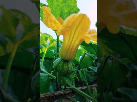 কুমড়া ফুল | Pumpkin flowers #flowers