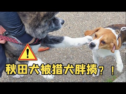 😂秋田犬VS智商界天花板-比格犬！