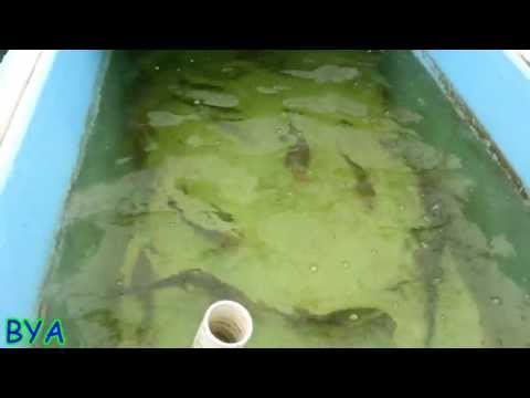 Feeding Redfish in Captivity -BYA