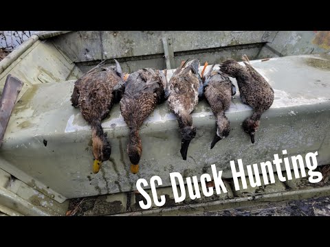 Duck Hunting South Carolina 2021 (Public Land) #duckseason #duckhunting #hunting