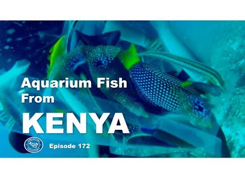 Aquarium fish from Kenya Fincasters Episode 172