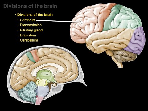 Divisions of the brain