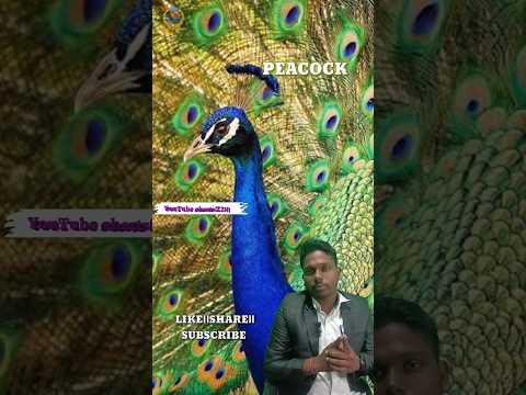 What is the national bird in India?....#nationalbirds #yshorts #peacock #teachingwithimage