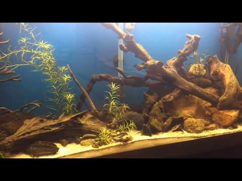 Fincasters Live Stream Tannin Aquarium searching for pygmy driftwood catfish