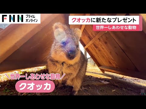 “世界一しあわせな動物”クオッカとは？国内で唯一見ることができる「埼玉県こども動物自然公園」に展示室の設置が決定