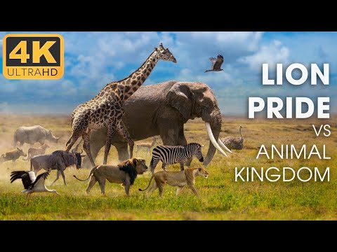 LION PRIDE and Animal Kingdom MEGA EPISODE [REPLAY]  | Nature Animal Documentary