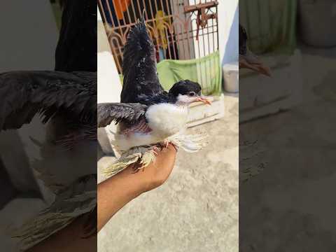 Seraji Kabootar Baby In Darbhanga Bihar // Top collati Seraji Pigeon #shots #darbhanga #kabootar