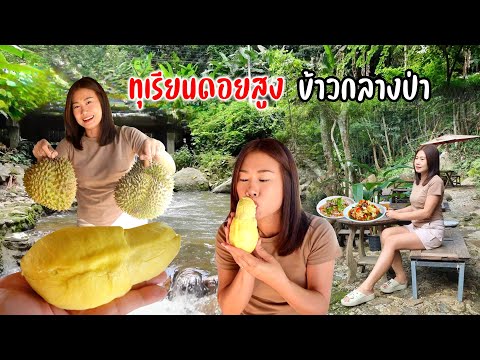 พากินร้านกลางป่า ทึ่ง! ทุเรียนบนเขาสูง 1400 เมตร จากระดับน้ำทะเล ของดี ต.เทพเสด็จ อร่อยหวานมัน