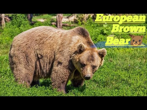 European Brown Bear|🐻🐻🐻