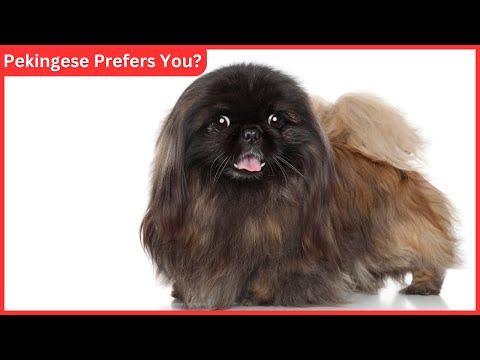 8 Signs You Are a Pekingese's Favorite Person