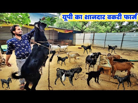 Goat farming ने बदली UP के युवा की जिंदगी | Uttar pradesh mein bakri palan