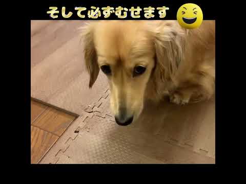 第31回水を飲むのがヘタなワンコ   #カニンヘンダックス  #ダックスフンド  #子犬  #ミニチュアダックス  #犬のいる暮らし #ペット動画 　#cutedog   #dog　#犬