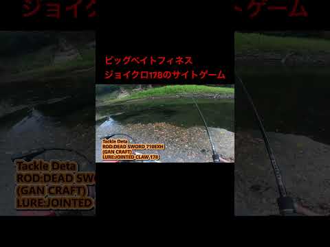 バックウォーターでジョイクロ使ったサイトフィッシング🎣 #fishingdaily #fishing #釣り #bassfishing #バス釣り #gancraft #ジョイクロ #ビッグベイト