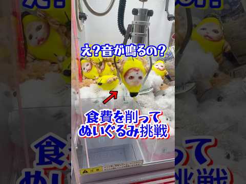 ぬいぐるみに食費を注ぎ込みます#猫ミーム #クレーンゲーム #shorts #short #shortvideo #japaneseclawmachine #ufoキャッチャー #ゲームセンター