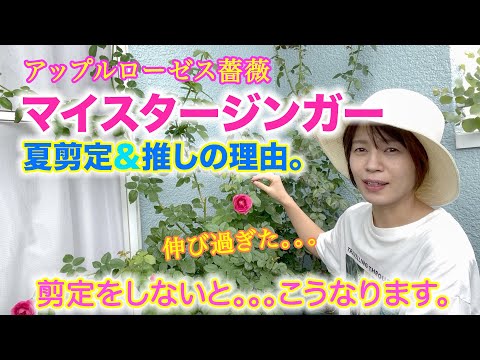 【夏剪定】アップルローゼス薔薇、マイスタージンガーを切る！バラを剪定しないと、、、こうなります。【実例あり】