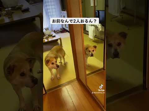 鏡が不思議。 #保護犬を家族に #doggo #doggo #rescuedog #シニア犬 #犬のいる暮らし #犬のいる生活 #doglife #doglover #dogshorts