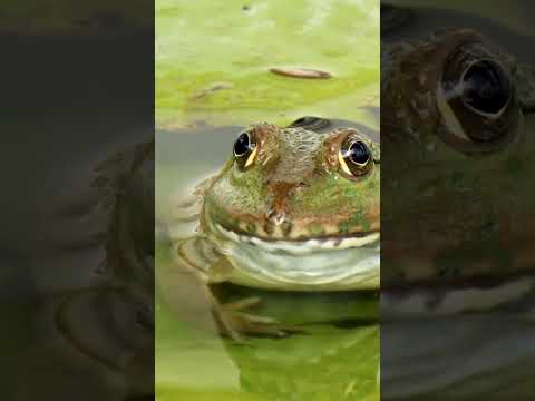 Frog’s Heart: Breaking the Rules, Beating Without a Body #frog #heart #miracle #science #english