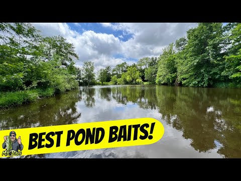 Best Baits for Pond Fishing with Kids and New Anglers!