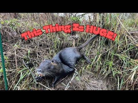 This HUGE Nutria Is My New PB! Trap Check 5 #trapping #catch #water