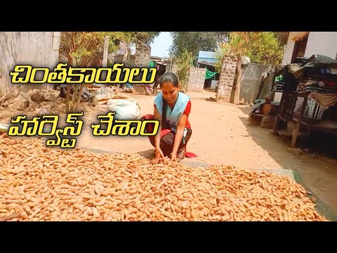 Tamarind harvest// మా పొలంలో చింతకాయల్ని హార్వెస్ట్ చేసి అమ్మము// Bmmultitasks