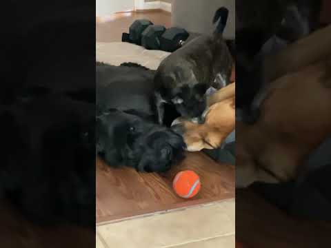 Giant Schnauzer playing with chihuahua and lab