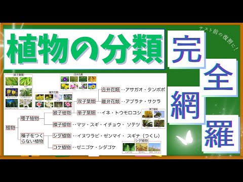 【中学理科】植物の分類　総まとめ！