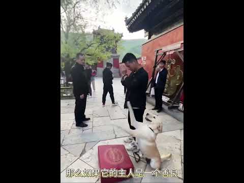 愿粮多多最后一次做小猫小狗#狗狗 #忠犬 #我和狗狗的故事