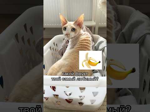 Какой фрукт твой самый любимый?😍 #ileocat #подпишись #shortvideo #shorts #subscribe #фрукты