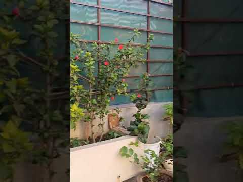 my garden please subscribe to my channel