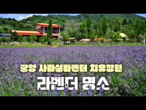 [6월 초여름 꼭 가봐야할 명소] 광양 사라실라벤더 치유정원