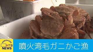 ５年ぶりに漁獲枠増　噴火湾　毛ガニかご漁で活気