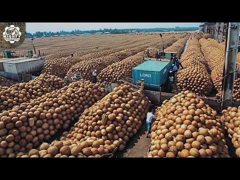 Harvesting MILLIONS Of Coconuts for Oil, Water, Sugar, Mats! #CoconutHarvest #CoconutOil #coconut