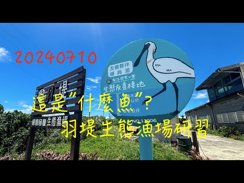 萬ㄟeye台灣20240710這是"什麼魚“？羽堤生態漁場研習   4K