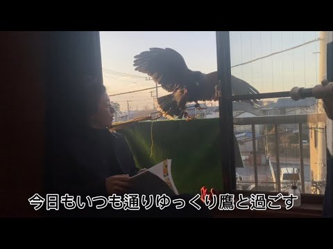 【鷹との日常】仕事終わりに夕方からまったり過ごす