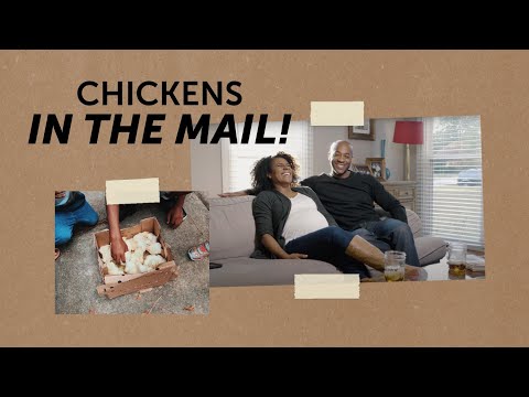 Chickens in the Mail!