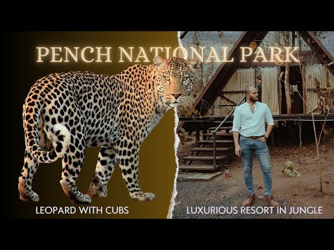 Pench National Park | Leopard with Cubs | My Luxurious Stay in a Jungle