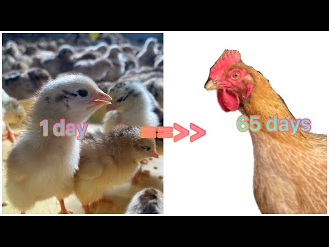 Raising chicks from 1 day old.