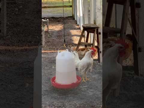 Asked my rooster a ?  #chicken #homestead #summer #rooster #chickencoop #hen