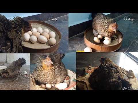 hen hatching eggs 21 days chicks