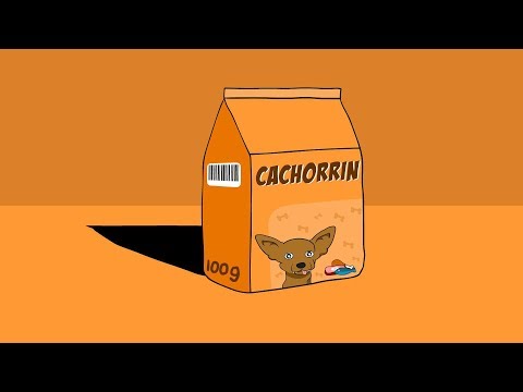 Cachorrin