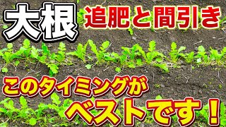 【大根栽培】綺麗に真っ直ぐ育てるための追肥と間引き作業！（追肥・間引き・土寄せ）