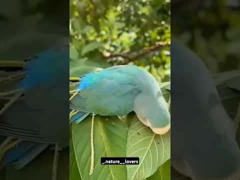 Beautiful parrot 🦜#instagood #viralshorts #love #reels #nature #parrotlover #viralvideo #parrot #❤️